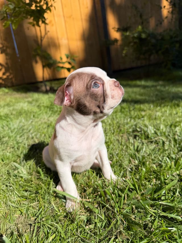Boston Terrier Puppies – DNA-Tested Parents – In-Home Raised media 13
