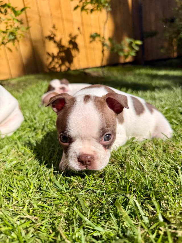 Boston Terrier Puppies – DNA-Tested Parents – In-Home Raised media 14