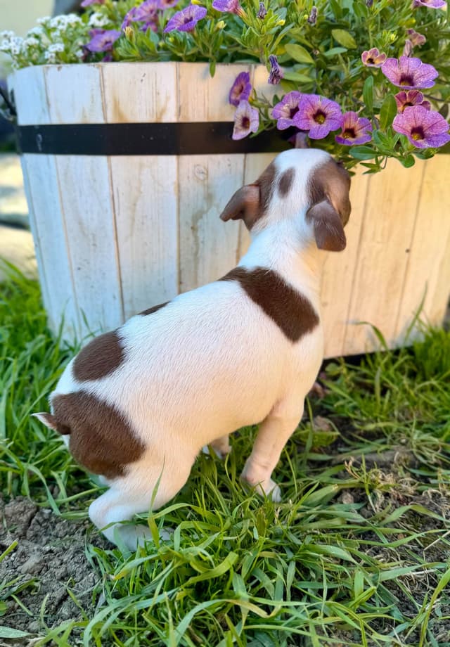 Boston Terrier Puppies – DNA-Tested Parents – In-Home Raised media 15