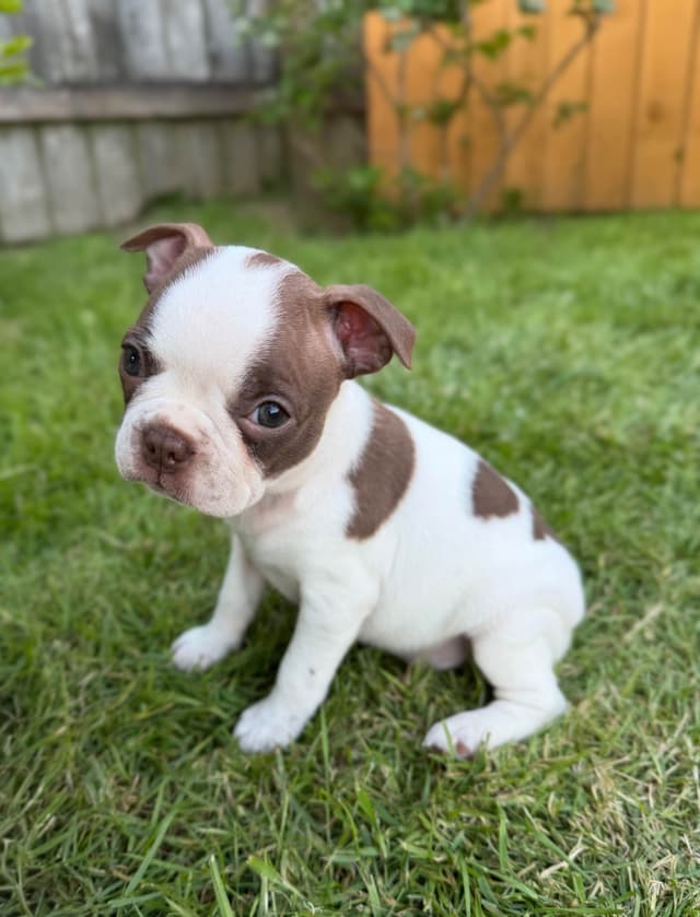 Boston Terrier Puppies – DNA-Tested Parents – In-Home Raised media 16