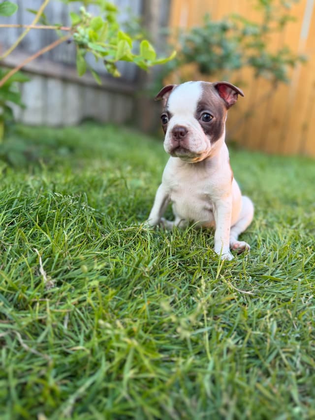Boston Terrier Puppies – DNA-Tested Parents – In-Home Raised media 17