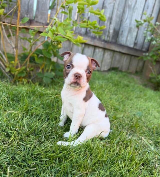 Boston Terrier Puppies – DNA-Tested Parents – In-Home Raised media 18
