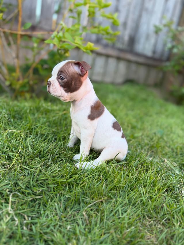 Boston Terrier Puppies – DNA-Tested Parents – In-Home Raised media 19