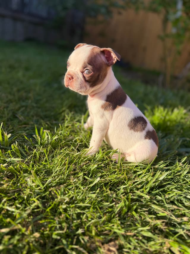 Boston Terrier Puppies – DNA-Tested Parents – In-Home Raised media 20