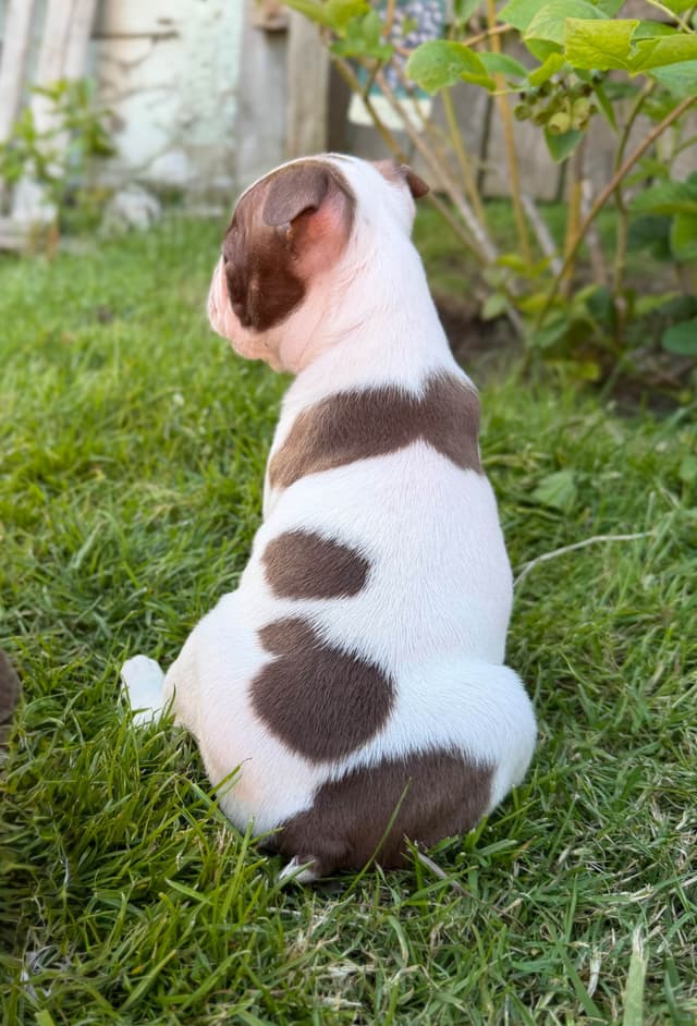 Boston Terrier Puppies – DNA-Tested Parents – In-Home Raised media 21