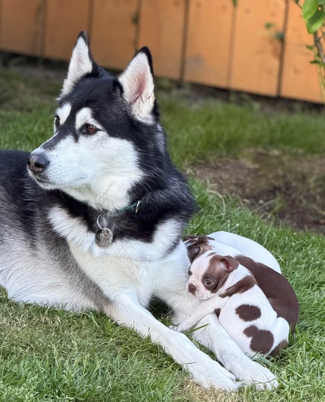 Boston Terrier Puppies – DNA-Tested Parents – In-Home Raised media 22