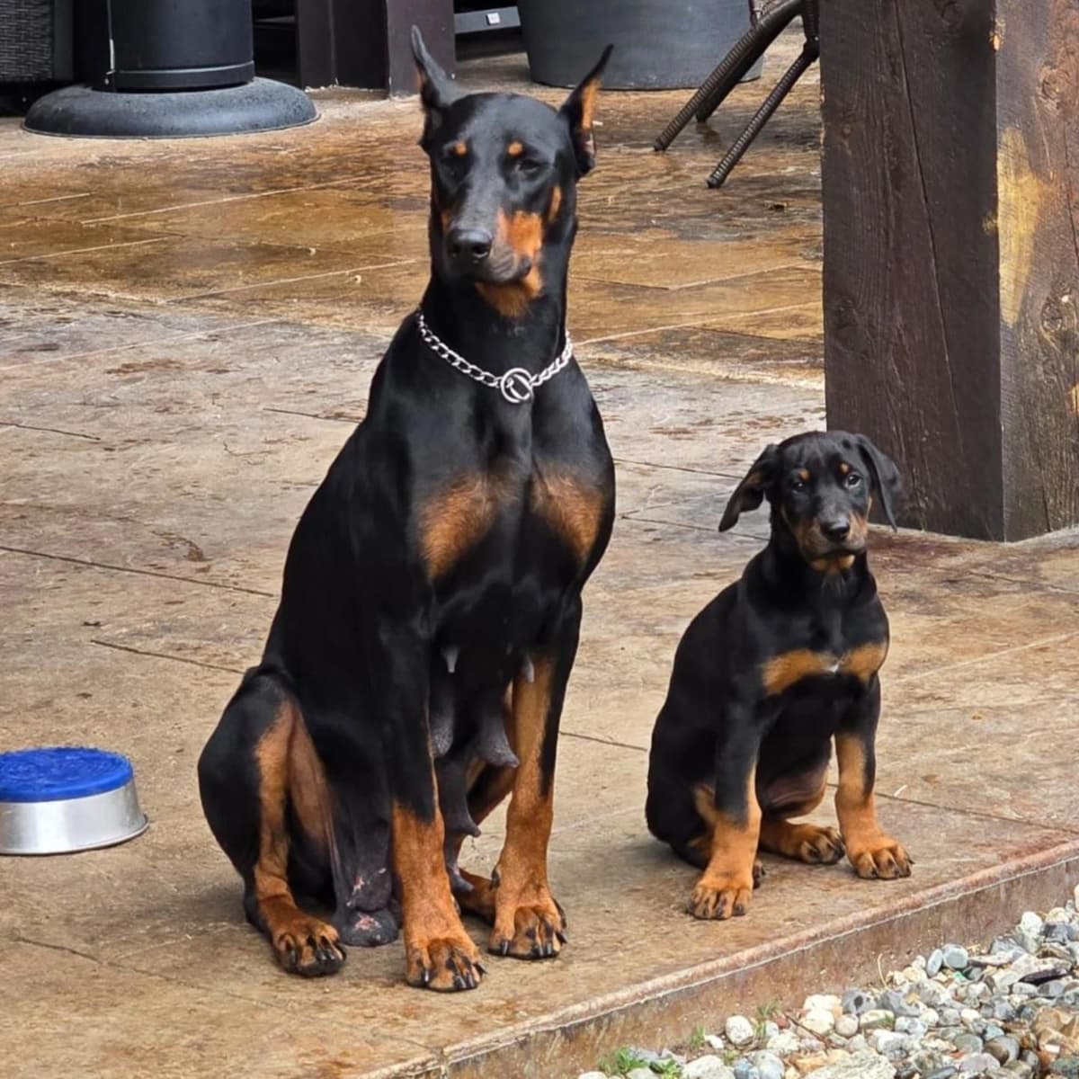 Doberman Pinscher Puppies breeder image 1