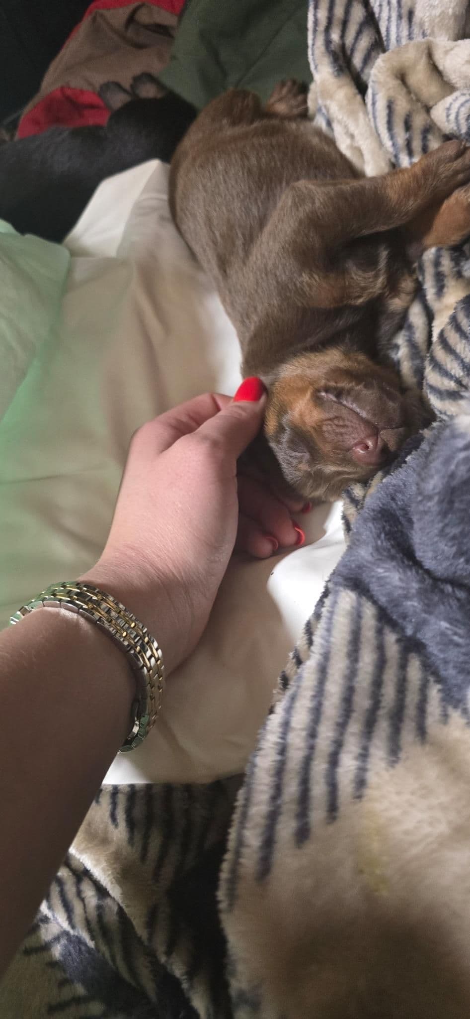 Doberman Pinscher Puppies breeder image 2