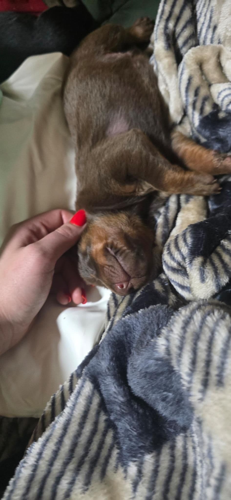 Doberman Pinscher Puppies breeder image 3