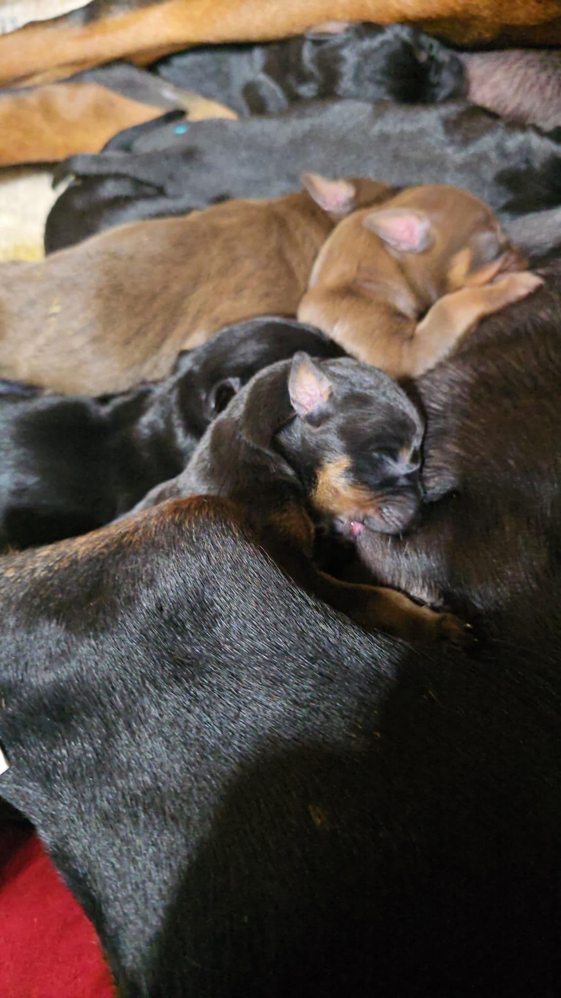 Doberman Pinscher Puppies breeder image 5