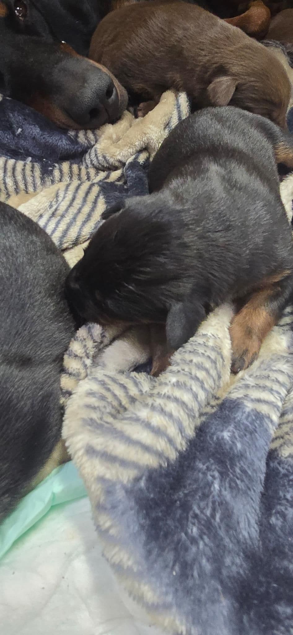 Doberman Pinscher Puppies breeder image 4