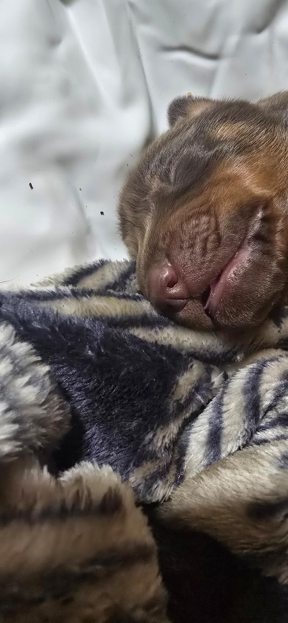 Doberman Pinscher Puppies breeder image 6