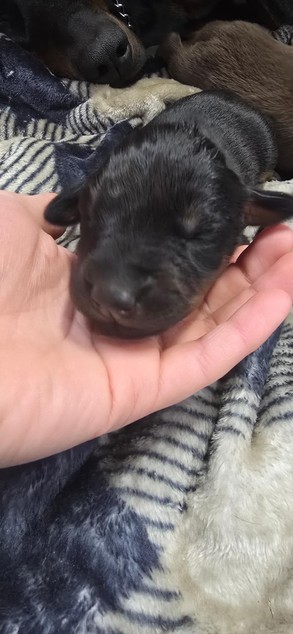 Doberman Pinscher Puppies breeder image 7