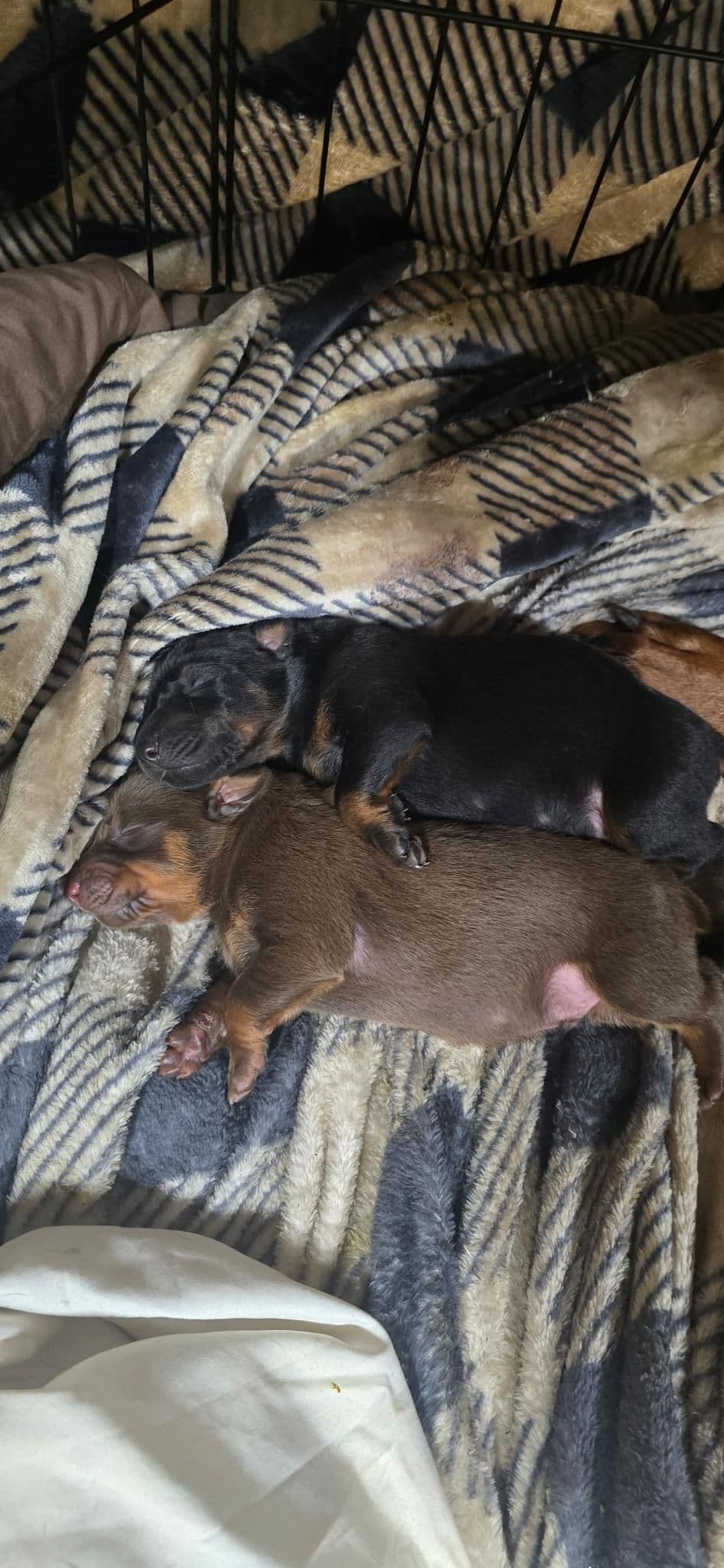 Doberman Pinscher Puppies breeder image 9