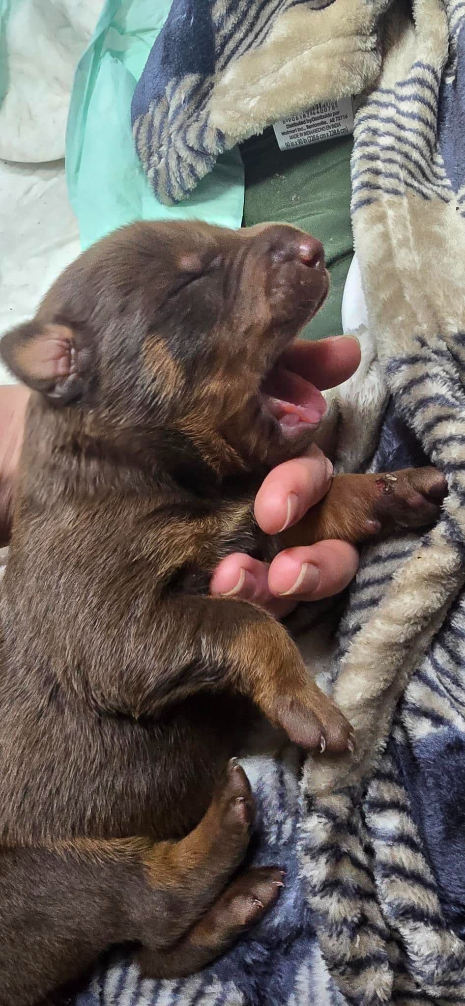 Doberman Pinscher Puppies breeder image 8