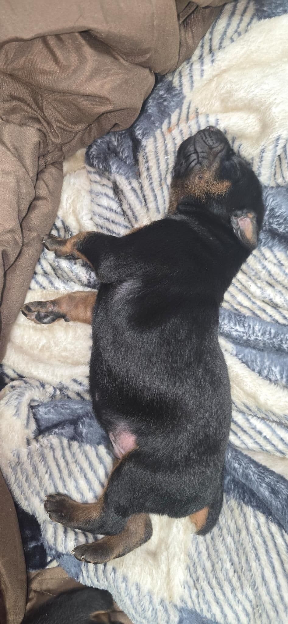 Doberman Pinscher Puppies breeder image 11
