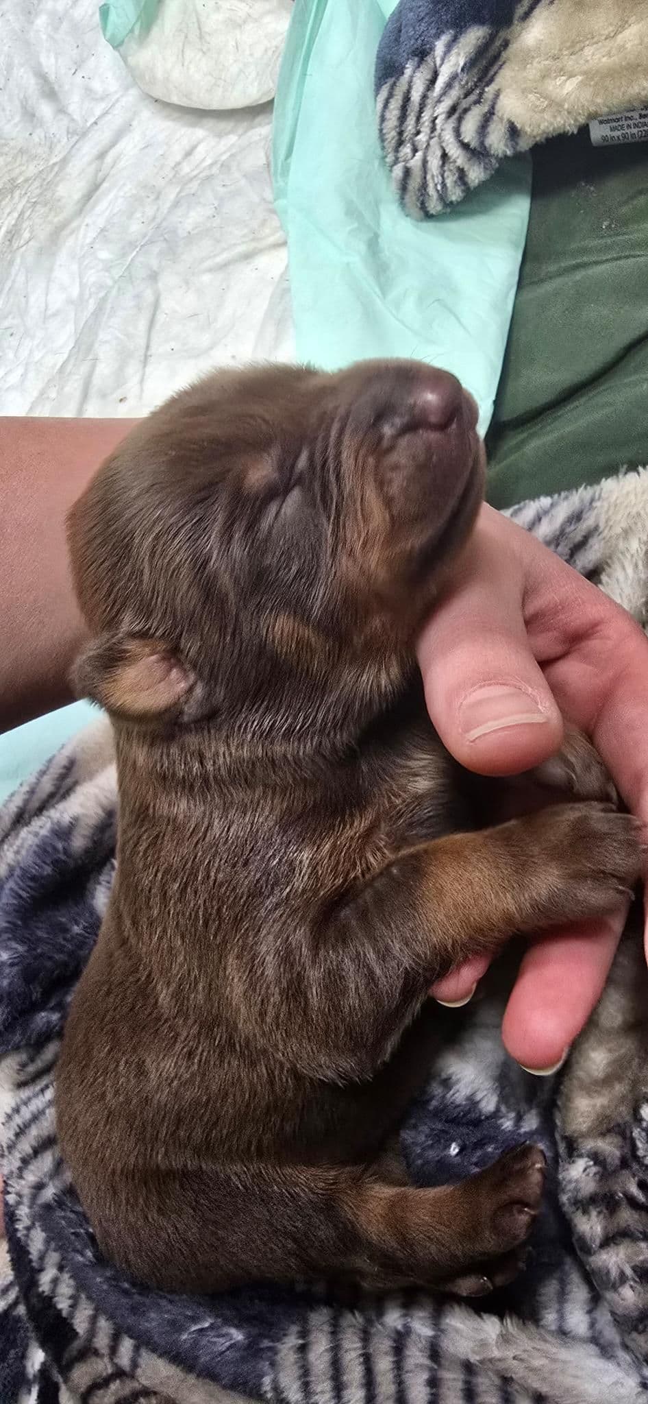 Doberman Pinscher Puppies breeder image 10
