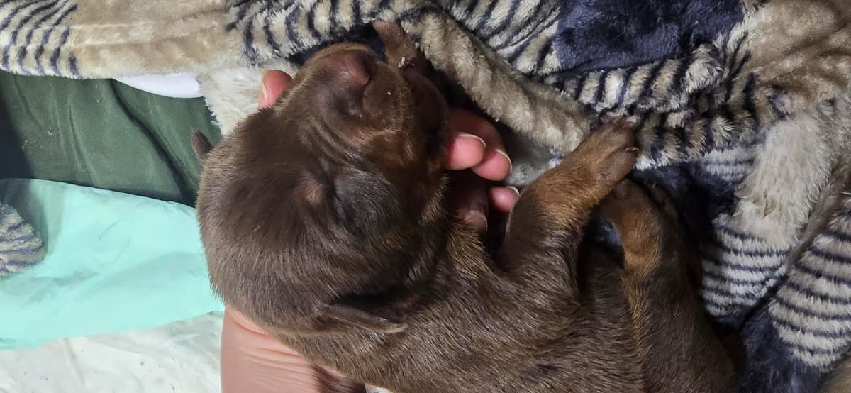 Doberman Pinscher Puppies breeder image 13