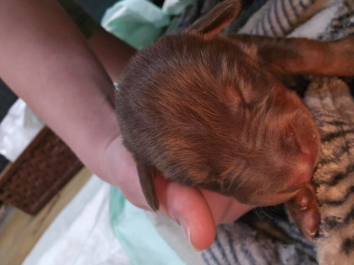 Doberman Pinscher Puppies breeder image 12
