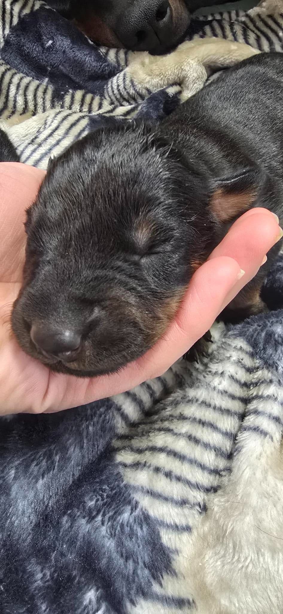 Doberman Pinscher Puppies breeder image 18