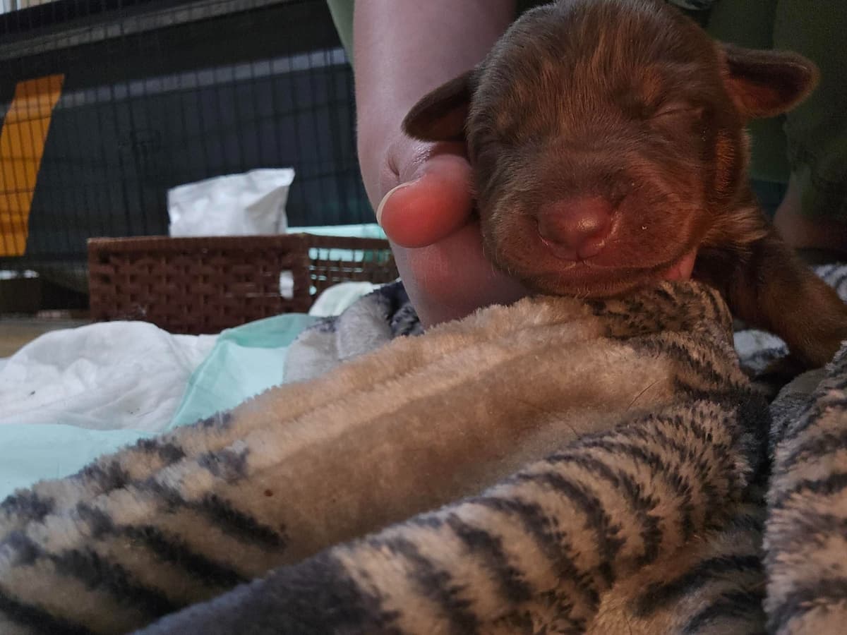 Doberman Pinscher Puppies breeder image 16