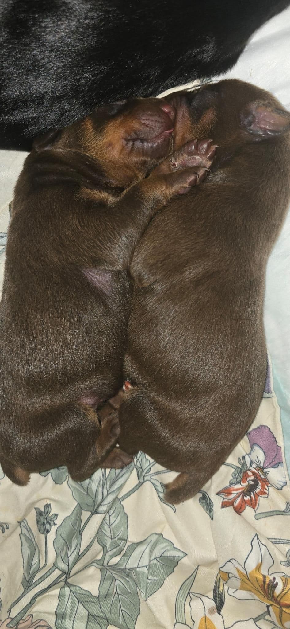 Doberman Pinscher Puppies breeder image 15