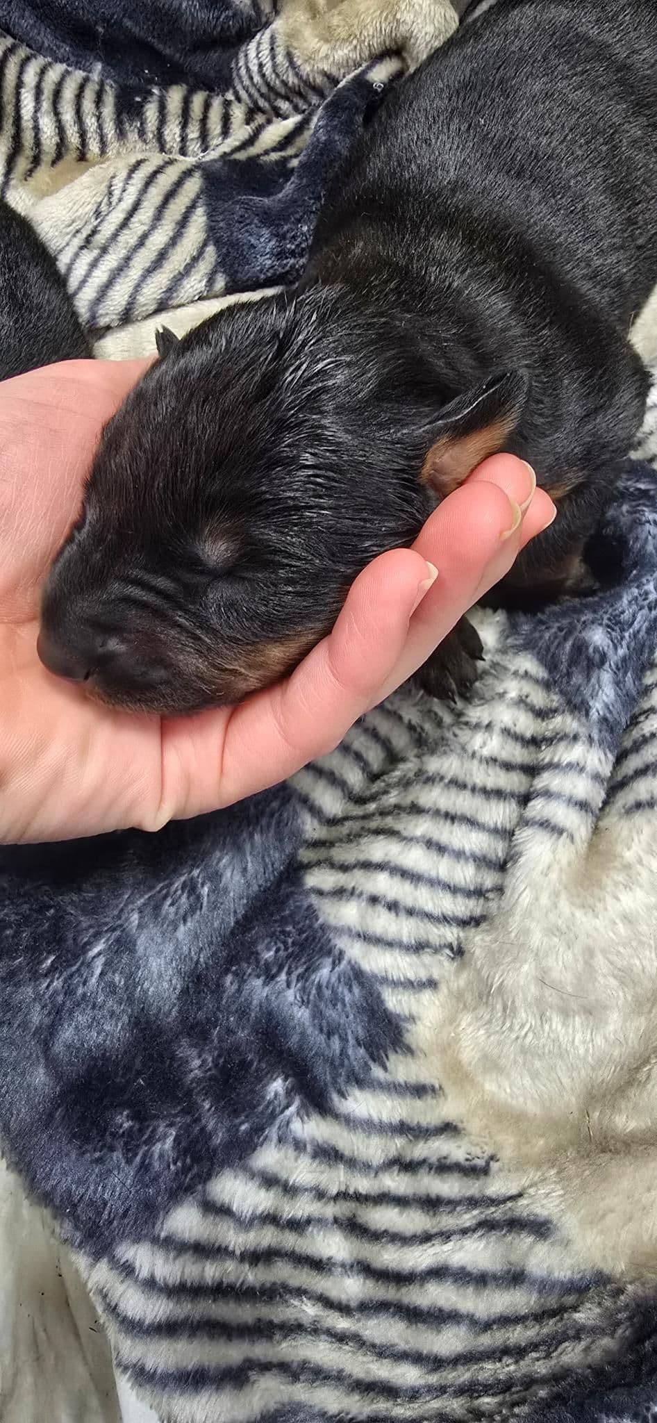 Doberman Pinscher Puppies breeder image 17