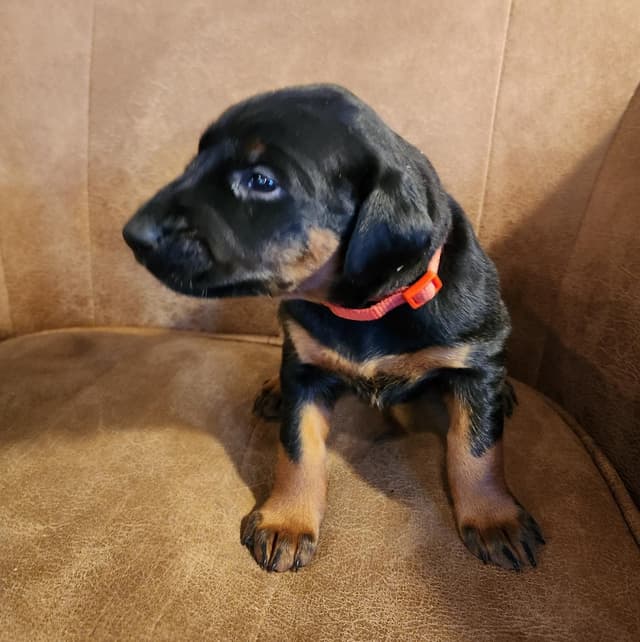 Doberman Pinscher Puppies media 4