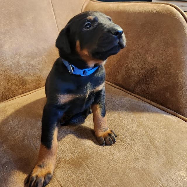 Doberman Pinscher Puppies media 5