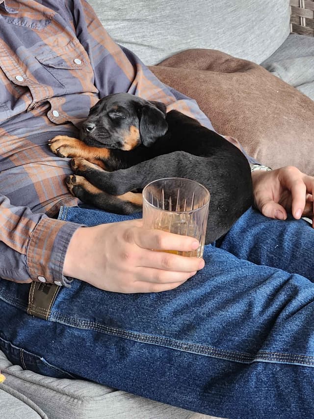 Doberman Pinscher Puppies media 3