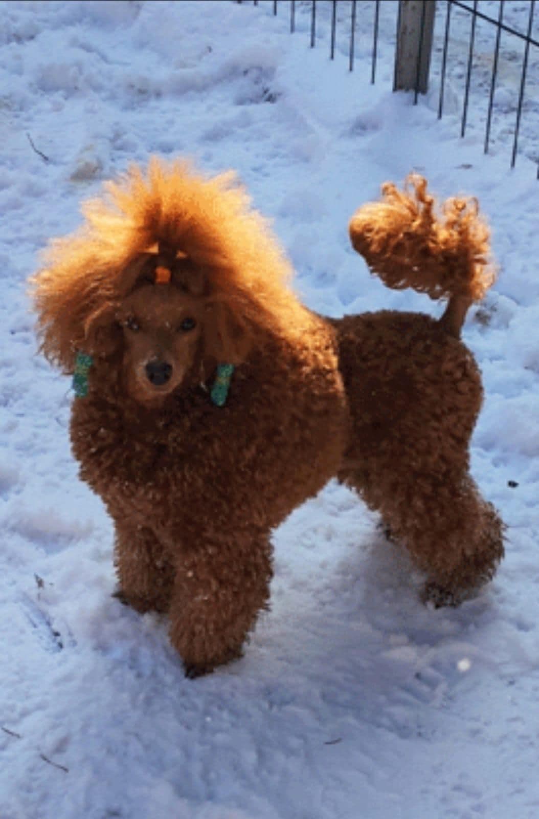 Tiny Toy Poodle puppies in Miami breeder image 8