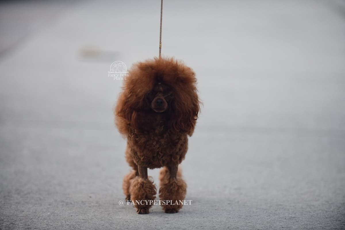 Tiny Toy Poodle puppies in Miami breeder image 9