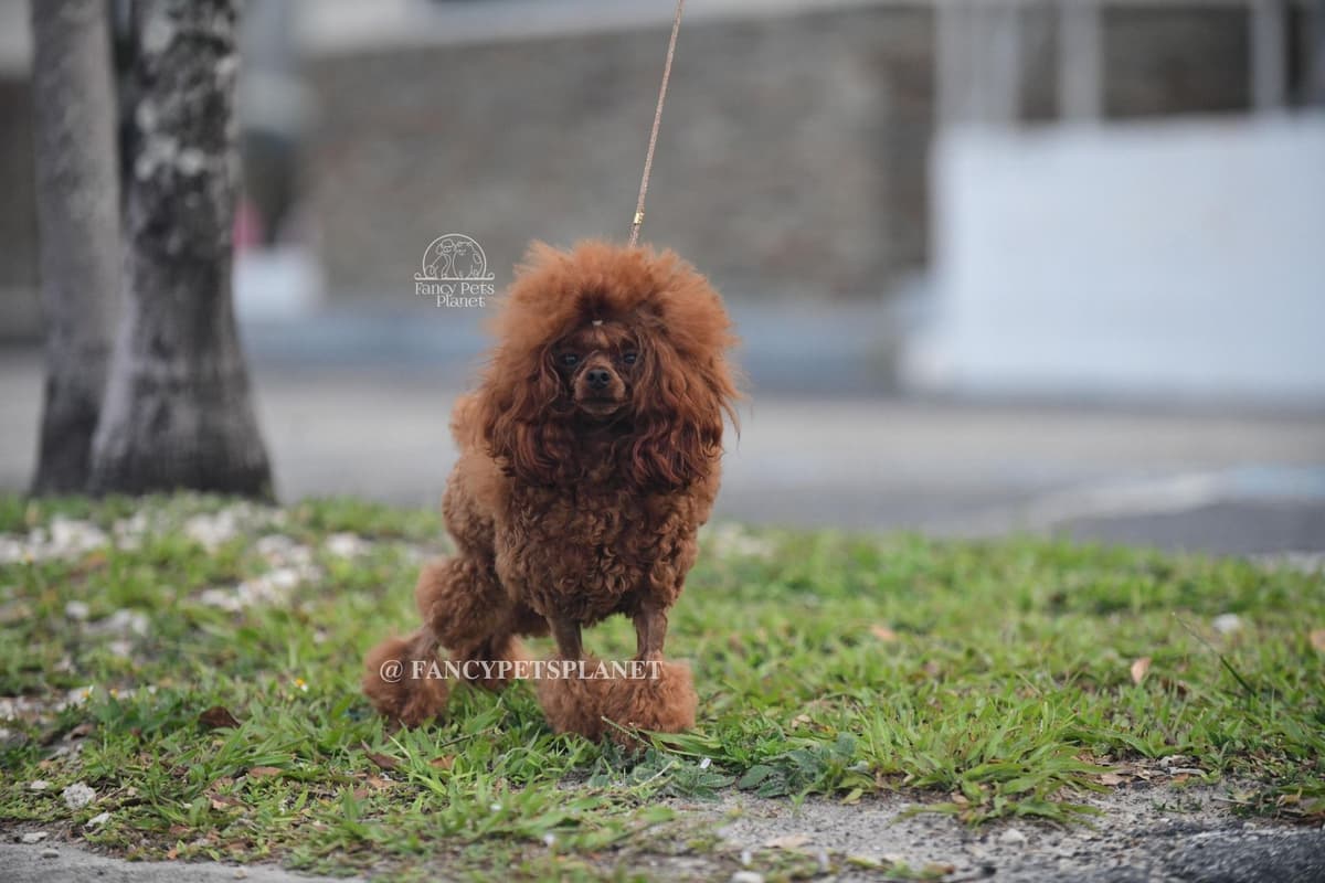 Tiny Toy Poodle puppies in Miami breeder image 10