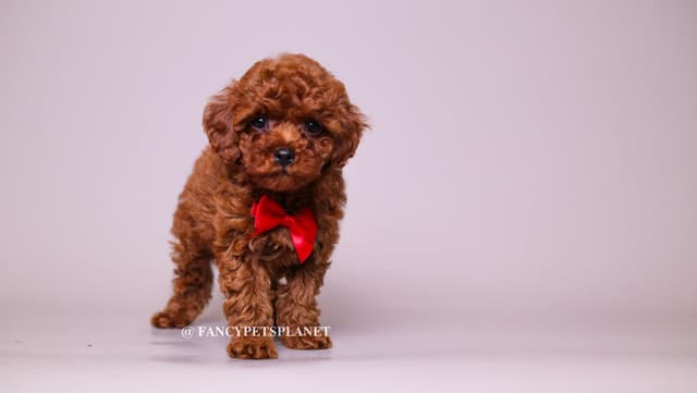 Dark Red and Apricot Toy and Small Mini Poodle Puppies media 2