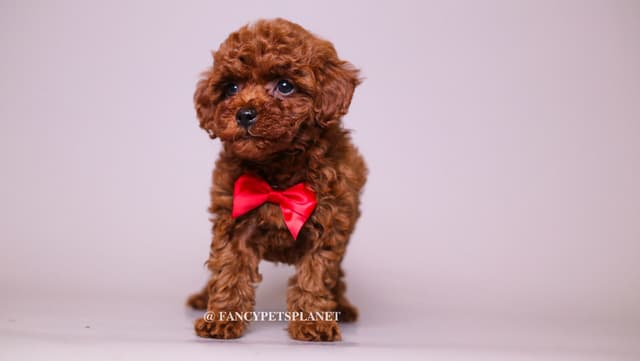 Dark Red and Apricot Toy and Small Mini Poodle Puppies media 3