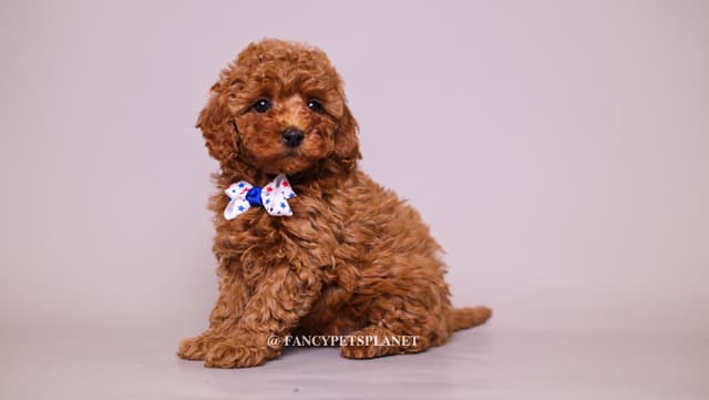 Dark Red and Apricot Toy and Small Mini Poodle Puppies media 4