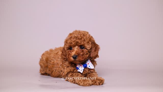 Dark Red and Apricot Toy and Small Mini Poodle Puppies media 5