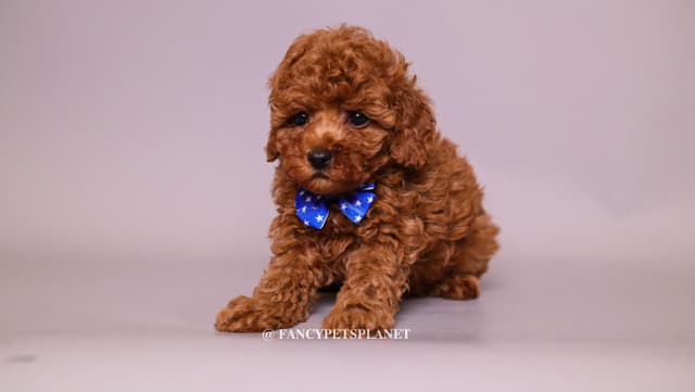 Dark Red and Apricot Toy and Small Mini Poodle Puppies media 7