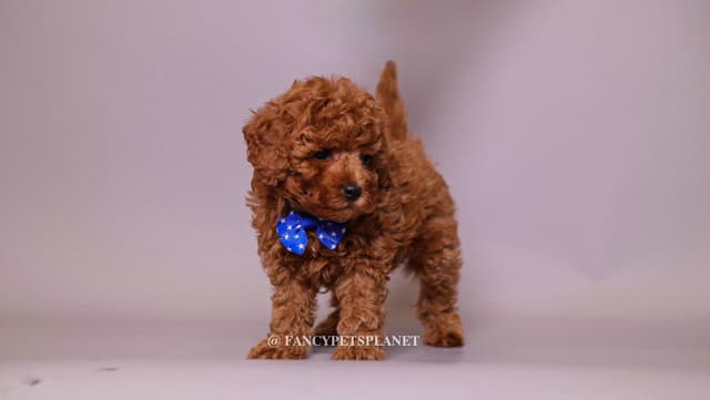 Dark Red and Apricot Toy and Small Mini Poodle Puppies media 6