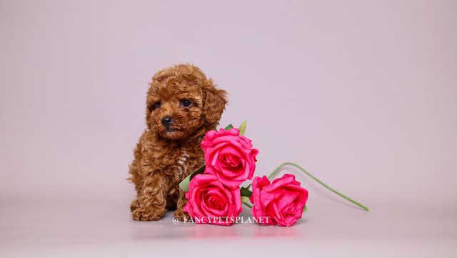 Dark Red and Apricot Toy and Small Mini Poodle Puppies media 8