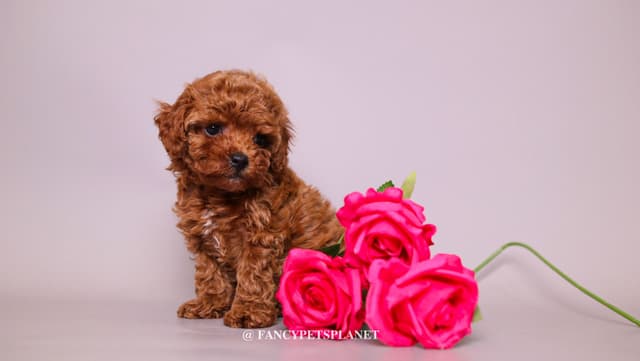 Dark Red and Apricot Toy and Small Mini Poodle Puppies media 9