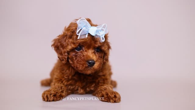 Dark Red and Apricot Toy and Small Mini Poodle Puppies media 10