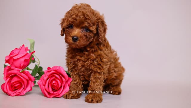 Dark Red and Apricot Toy and Small Mini Poodle Puppies media 11
