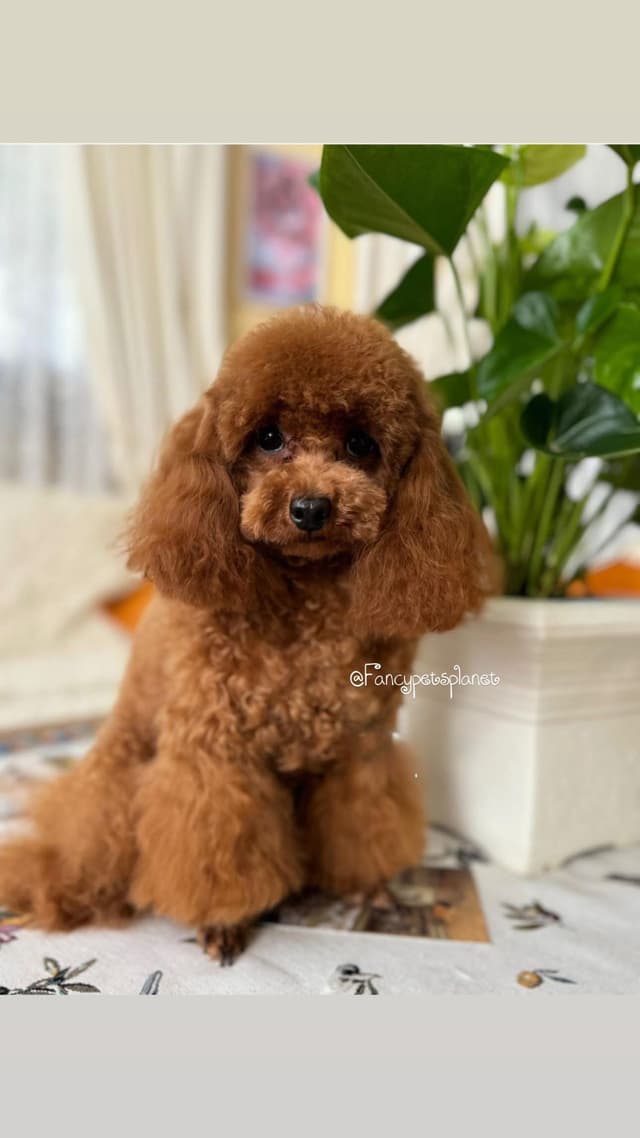 Dark Red and Apricot Toy and Small Mini Poodle Puppies media 12