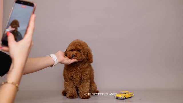 Tiny Toy Poodle puppies in Miami media 2