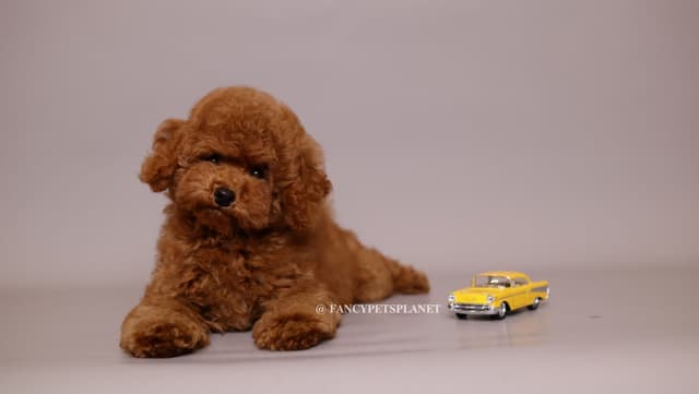 Tiny Toy Poodle puppies in Miami media 3