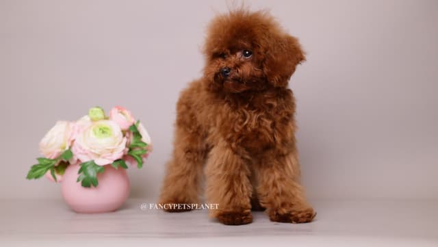 Tiny Toy Poodle puppies in Miami media 9