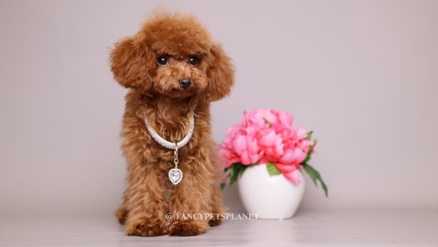 Tiny Toy Poodle puppies in Miami media 5