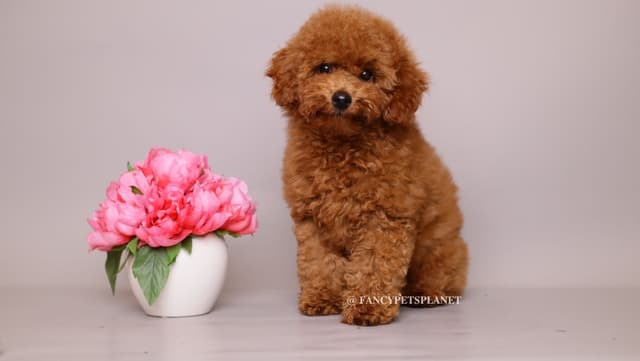 Tiny Toy Poodle puppies in Miami media 8