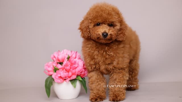 Tiny Toy Poodle puppies in Miami media 6